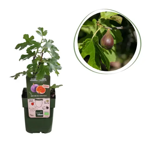 [F1014] Figentræ - BIO