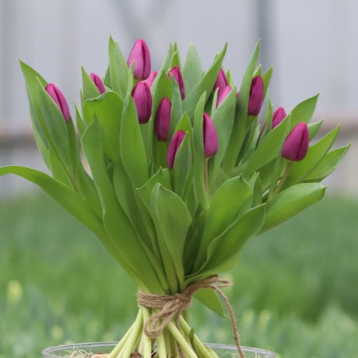 [C1002] Bos Bio Tulpen Paars - BIO