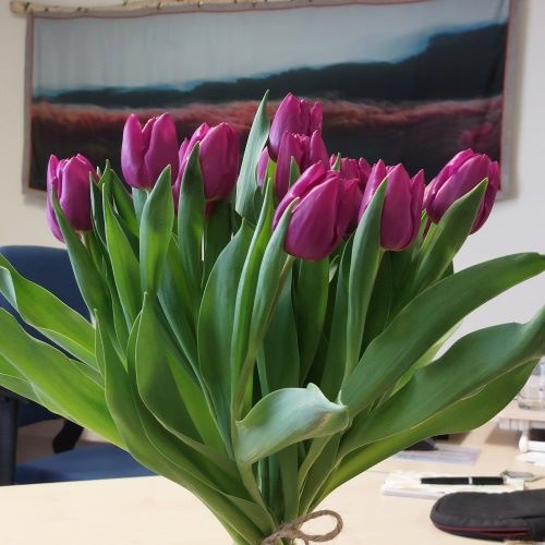 [C1002] Bos Bio Tulpen Paars