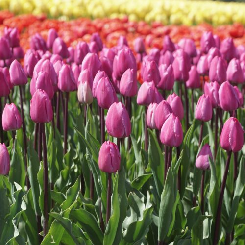 [C1005] Bos Bio Tulpen Roze