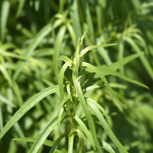 [B8504] French Tarragon - ORG