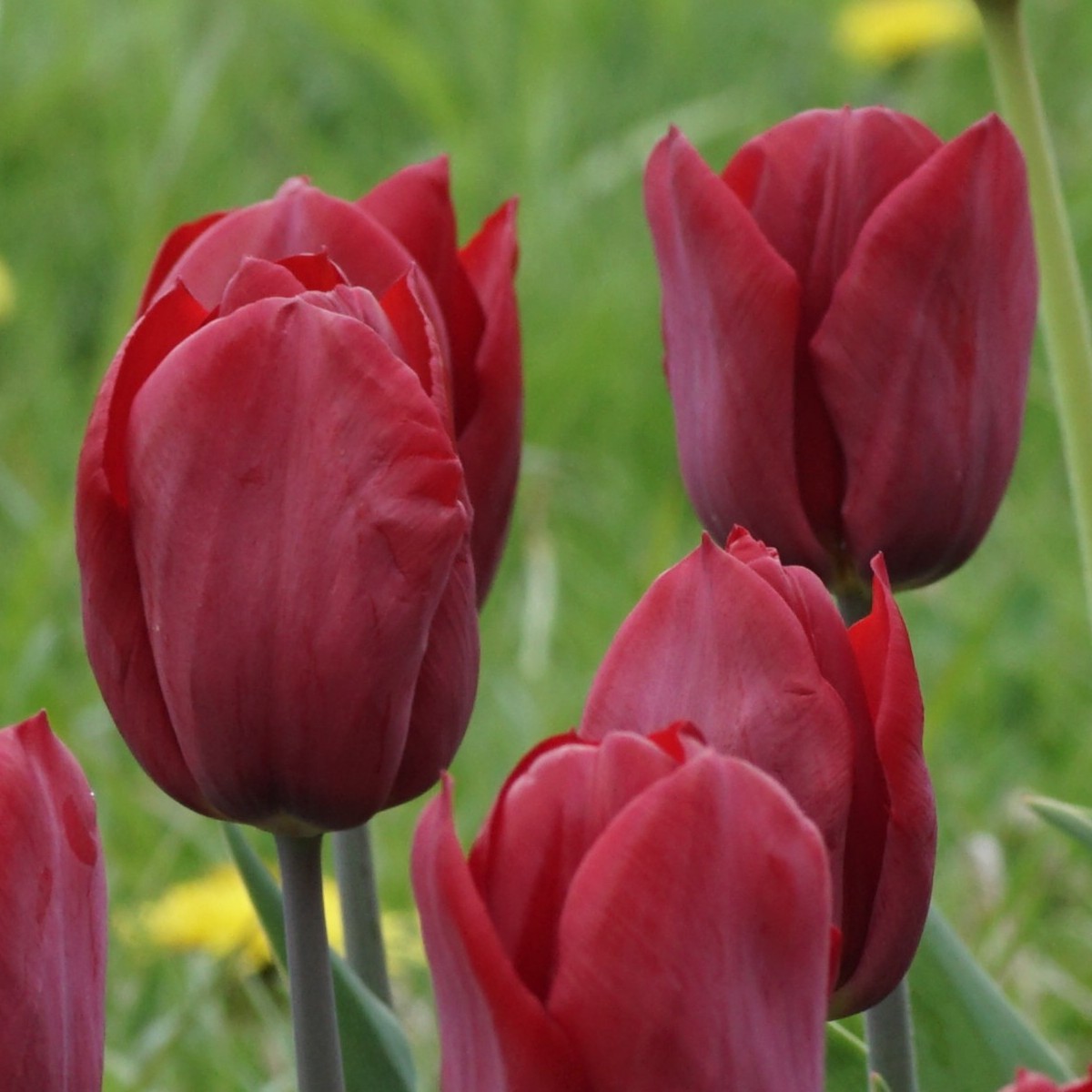 [A1139] Tulipa Strong Love - BIO