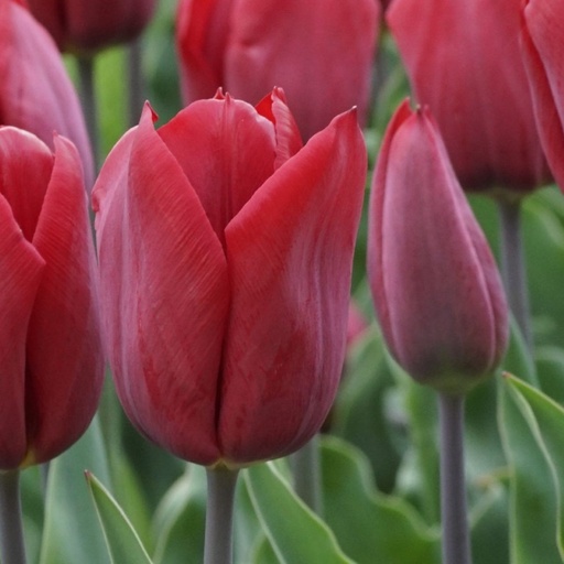 [A1139] Tulipa Strong Love - ORG