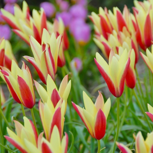 [A1141] Tulipa Clusiana Cynthia - BIO