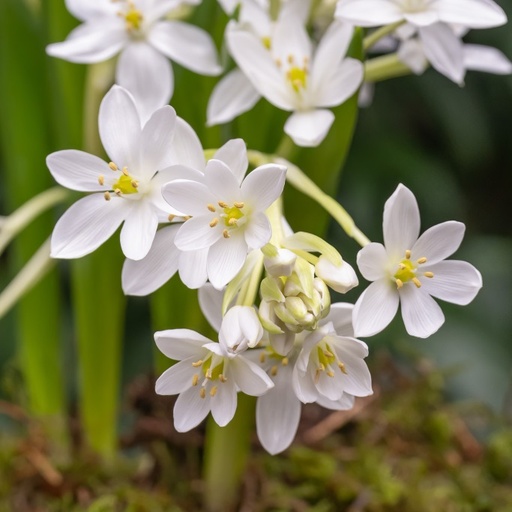 [A9067] Ornithogalum White Trophy - BIO