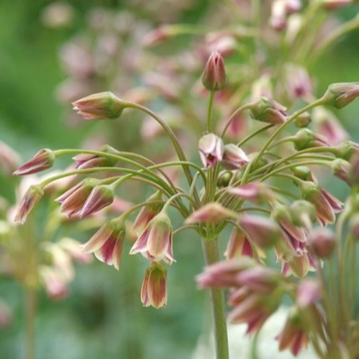 [A9072] Honungslök - Allium Siculum - BIO