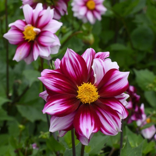 [B1053] Dahlia Totally Tangerine - BIO (kopie)