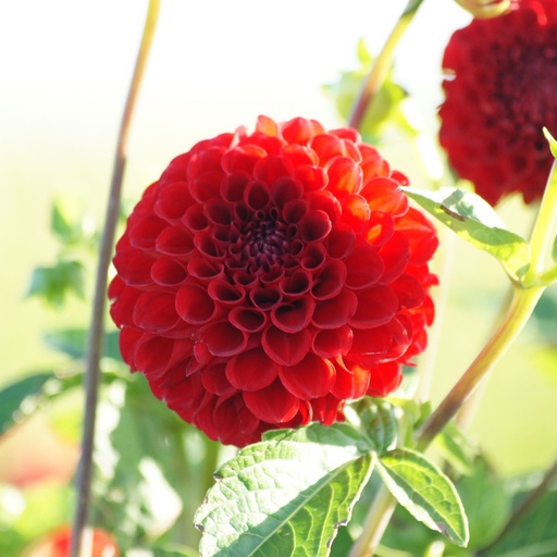 [B1054] Dahlia Nescio  - ORG