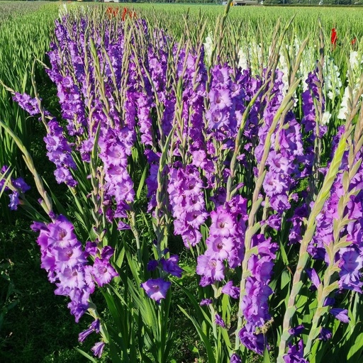 [B2020] Gladiolus Kingston Ruffle - BIO (kopie)