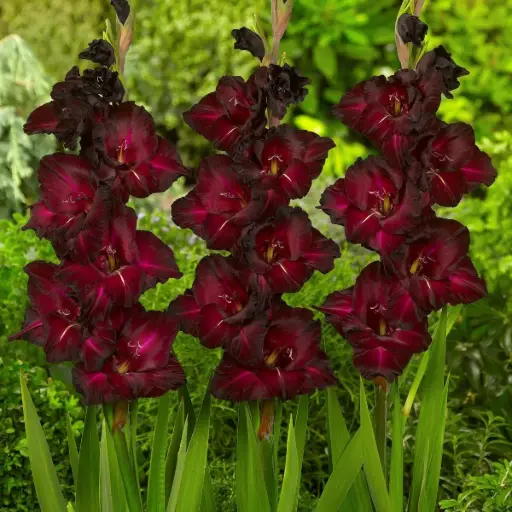 [B2022] Gladiolus Black Surprise - BIO