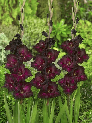 [B2022] Gladiolus Piet Mohlen - BIO (kopie)