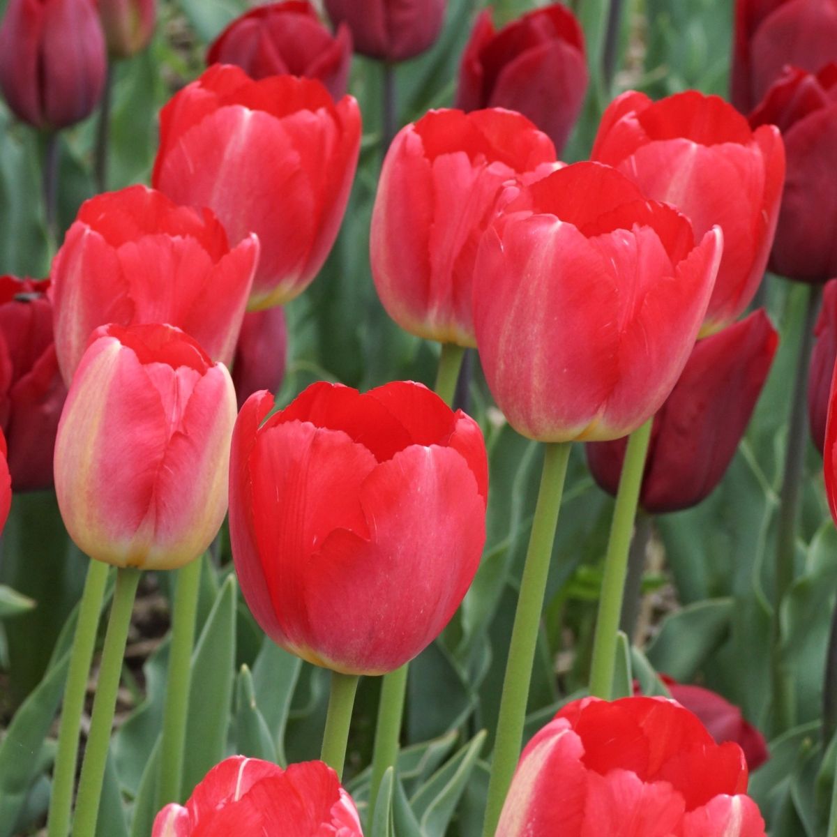 [A1143] Tulipa Judith Leyster - ORG