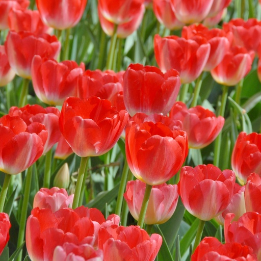 [A1143] Tulipa Judith Leyster - BIO