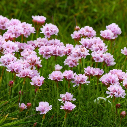 [X8077] Engels Gras - Armeria Maritima - BIO