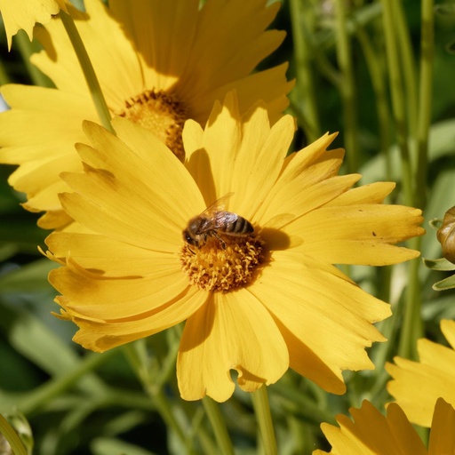 [B8078] Coreopsis Grandiflora - ORG