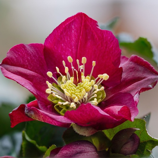 [X8079] Kerstroos - Helleborus Pretty Ellen Red - BIO