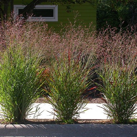 [X8081] Vingergras - Panicum virgatum Rehbraun - BIO