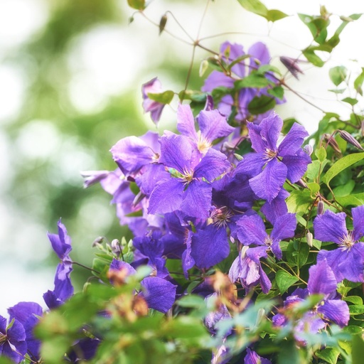 [B8407] Bosrank - Clematis Viticella - BIO