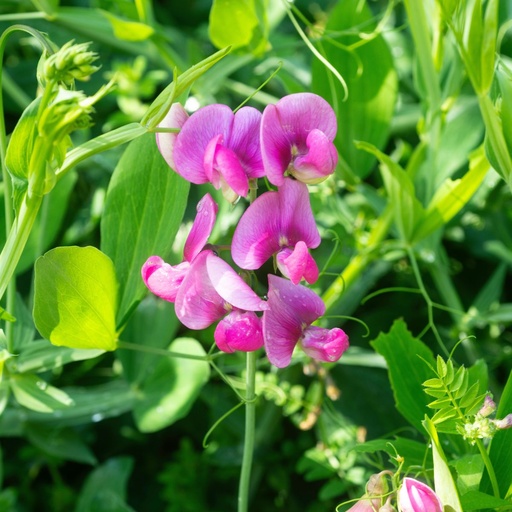 [B8408] Lathyrus Sylvestris - BIO