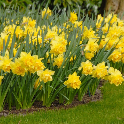 [A3029] Daffodil - Narcissus Dick Wilden- ORG