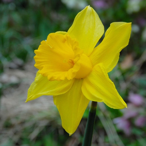 [A3031] Daffodil - Narcissus Tamara - ORG