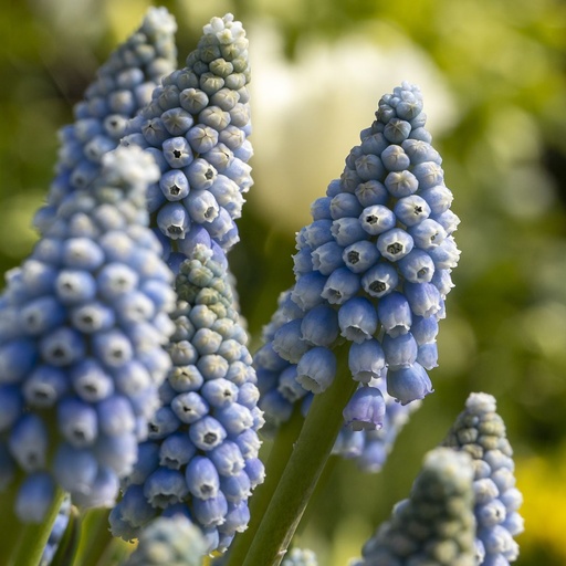 [A9073] Perlehyacint - Muscari Early Bird - BIO