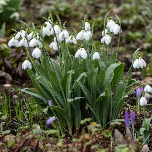 [A9075] Perce-neige (Galanthus Polar Bear) - BIO