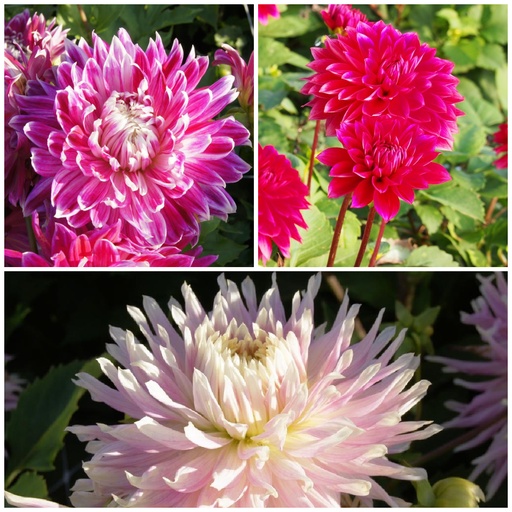 [B1093-V3] Moeders Recept Dahlia Mix Rood-Roze 3 ST v3 - BIO