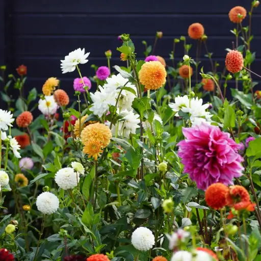 [B1099] Dahlia  Plukkehave Mix 3 ST - BIO