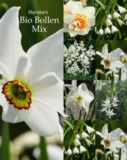 [AC99084] Marieke's Bioblumenzwiebel mix 2 m2 - BIO 