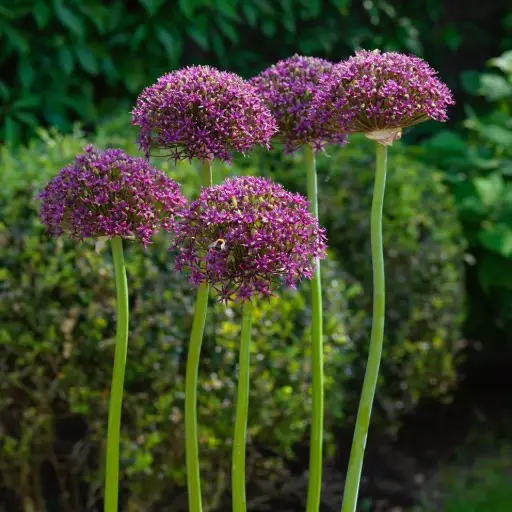 [A9077] Allium Magic - Sierui - BIO