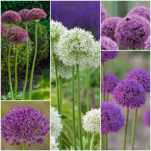 [AC99085] Hoge Sierlook (Allium) collectie - BIO