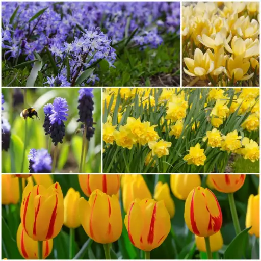 [AC99086] Lasagne mit bunten Frühlingsblumen – BIO