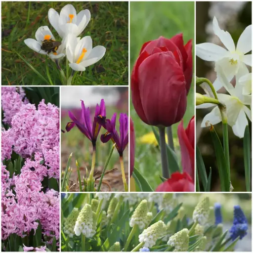 [AC99087] Lasagne Frühlingsblüher lila-rosa - BIO