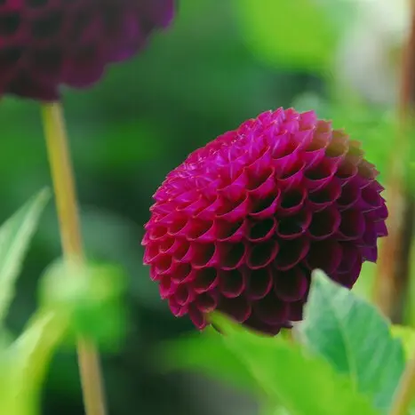 [B1062] Dahlia Natal - BIO