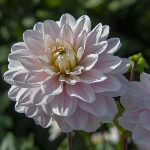 [B1060] Dahlia Faye - ORG