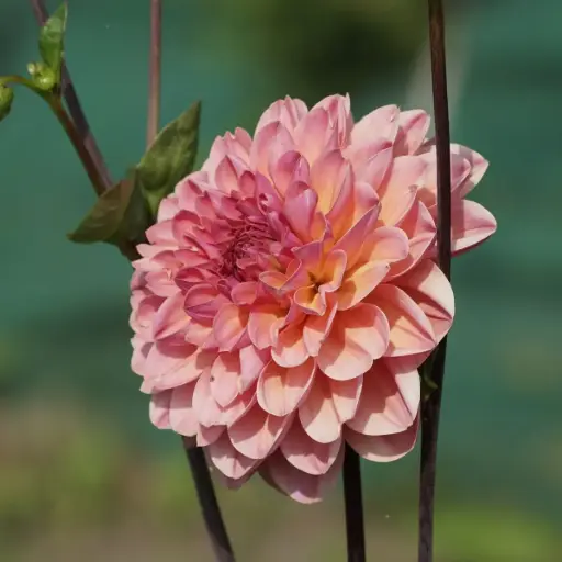 [B1065] Dahlia Phyllis Farmer - BIO