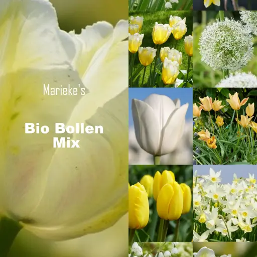 [AC99091] Marieke's organic bulb mix yellow/white 2 m2 - ORG