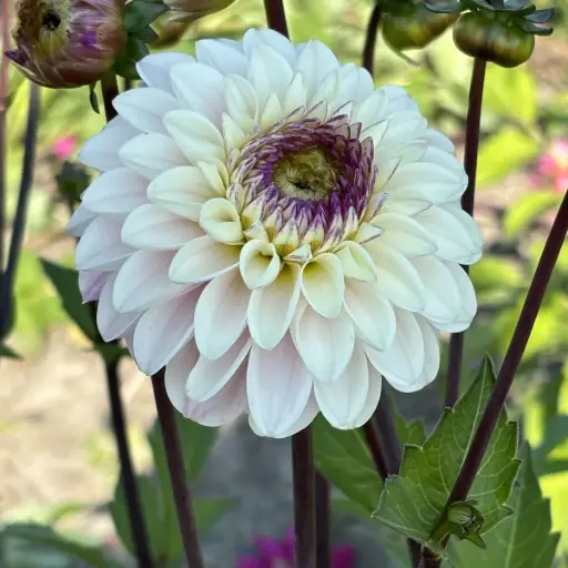 [B1066] Dahlia Marieke Nolsen - ORG