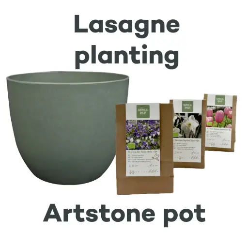 [AC99094] Bulb Lasagne with Artstone pot Thyme - ORG