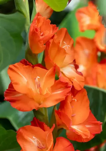 [B2024] Gladiolus Stormy - ORG