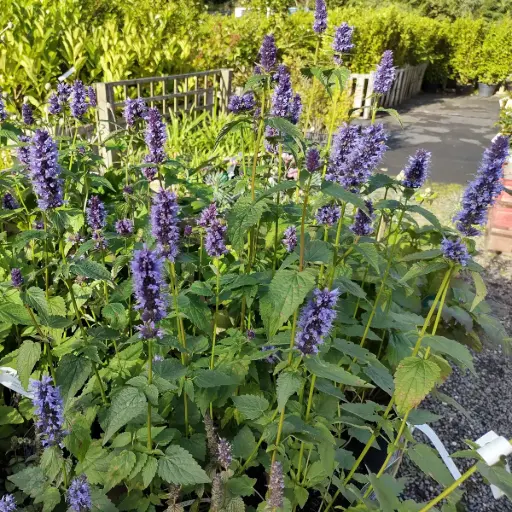 [B8085] Anise Hyssop - Agastache Black Adder - ORG