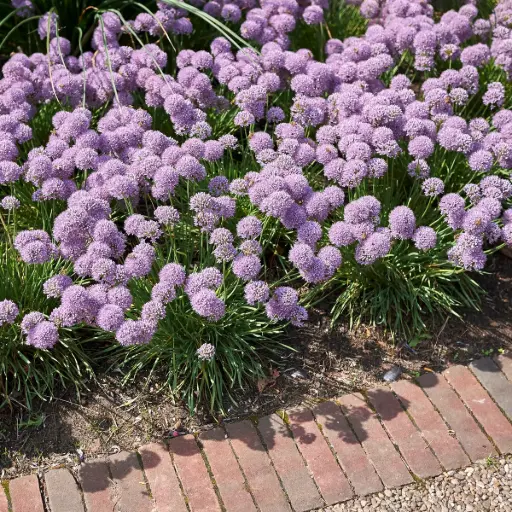 [B8086] Allium Senescens - ORG