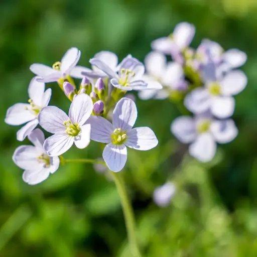 [X8087] Pinksterbloem - Cardamine pratensis - BIO
