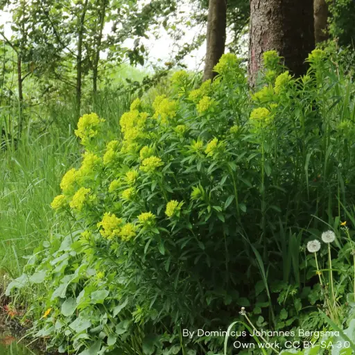 [B8088] Euphorbia palustris - ORG