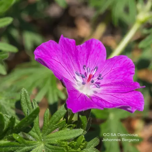 [X8090] Storchschnäbel - Geranium 'Fruit d'Fleur' - BIO