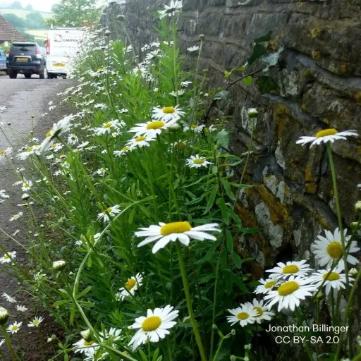 [B8091] Leucanthemum Vulgare - Wiesen Margerite - BIO