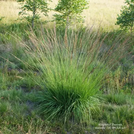 [X8092] Molinia caerulea 'Moorhexe' - Pijpenstrootje - BIO