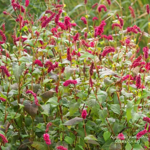 [B8093] Persicaria amplexicaulis 'JS Calor' - ORG