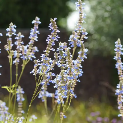 [B8094] Salvia Uliginosa 'African Sky' - ORG